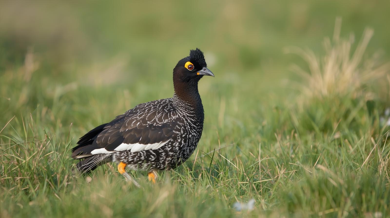 Biodiversity Awareness